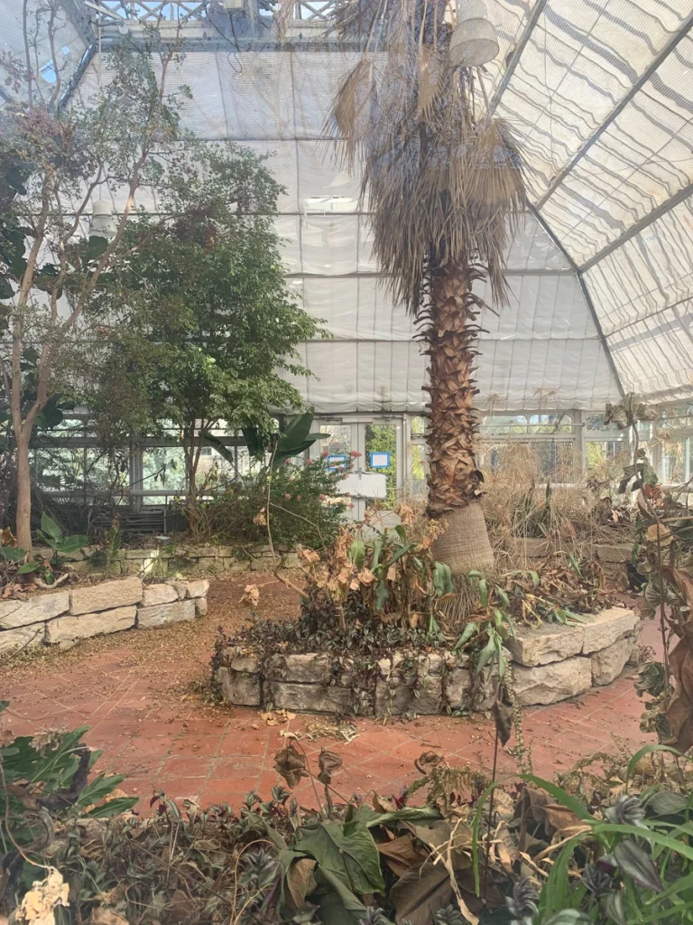 Another view of dry and dead plants inside the DM Rutherford Conservatory.
