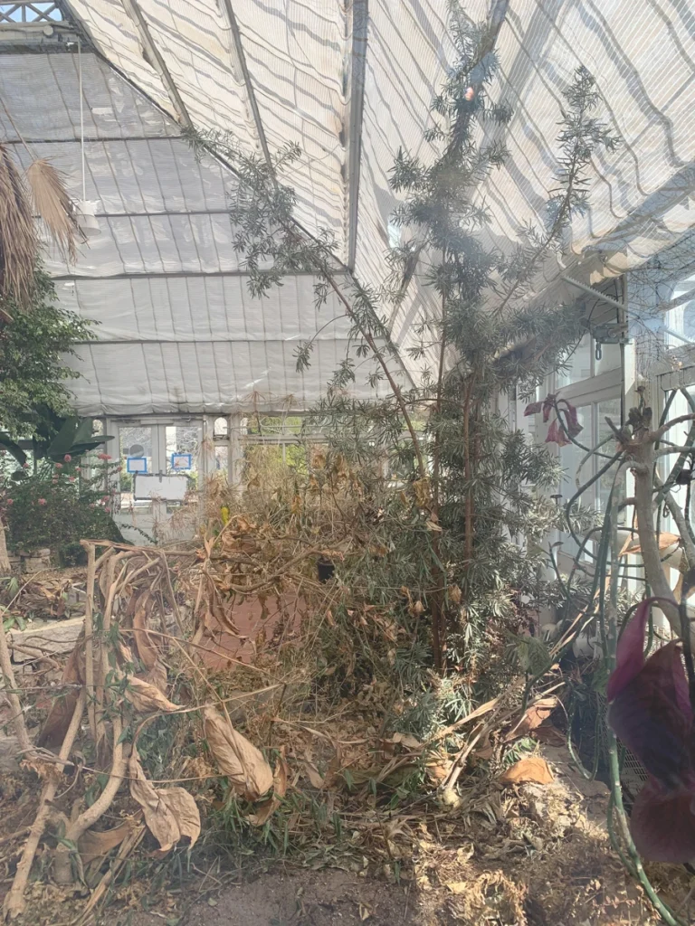 Dry and dead plants inside the DM Rutherford Conservatory.