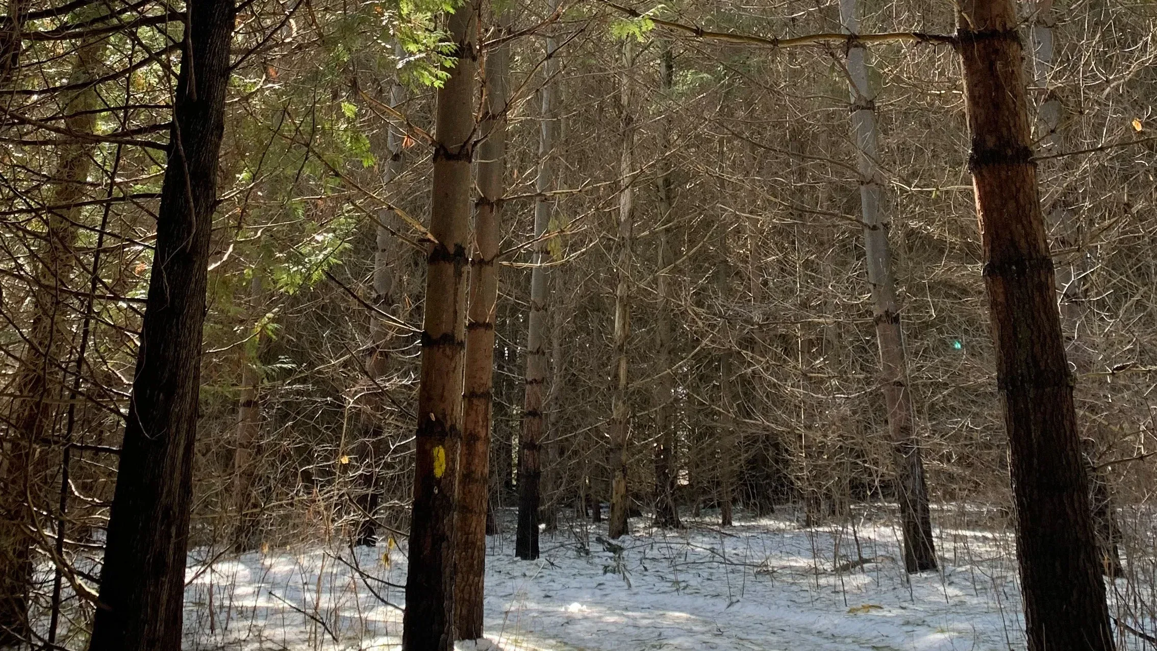 Government of Ontario consolidating 36 conservation authorities into ...