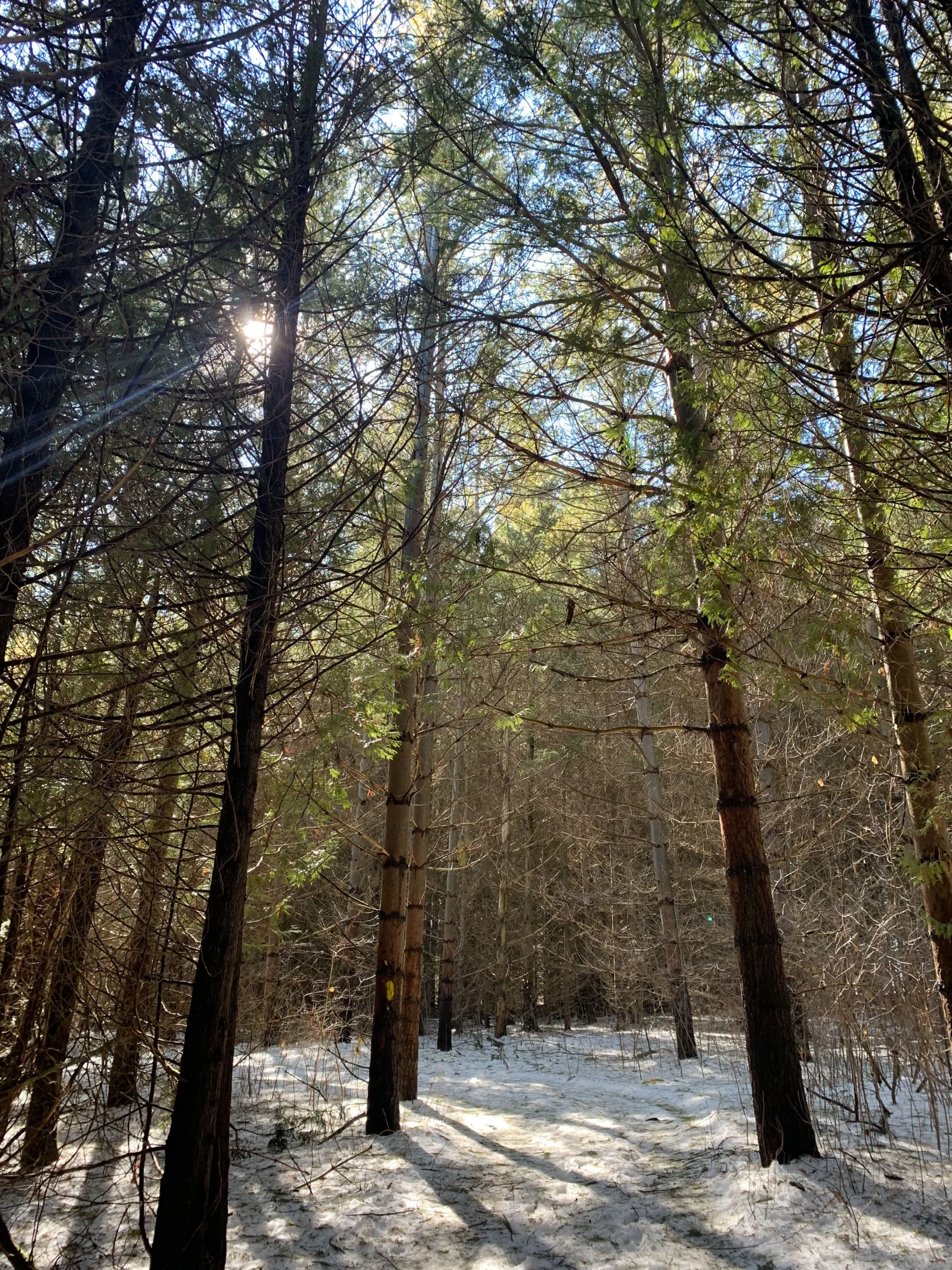 Government of Ontario consolidating 36 conservation authorities into just nine