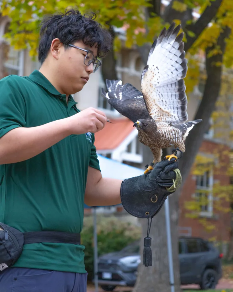A person wearing a green shirt and a falconry glove holds a hawk with its wings spread wide while offering it food outdoors among trees.