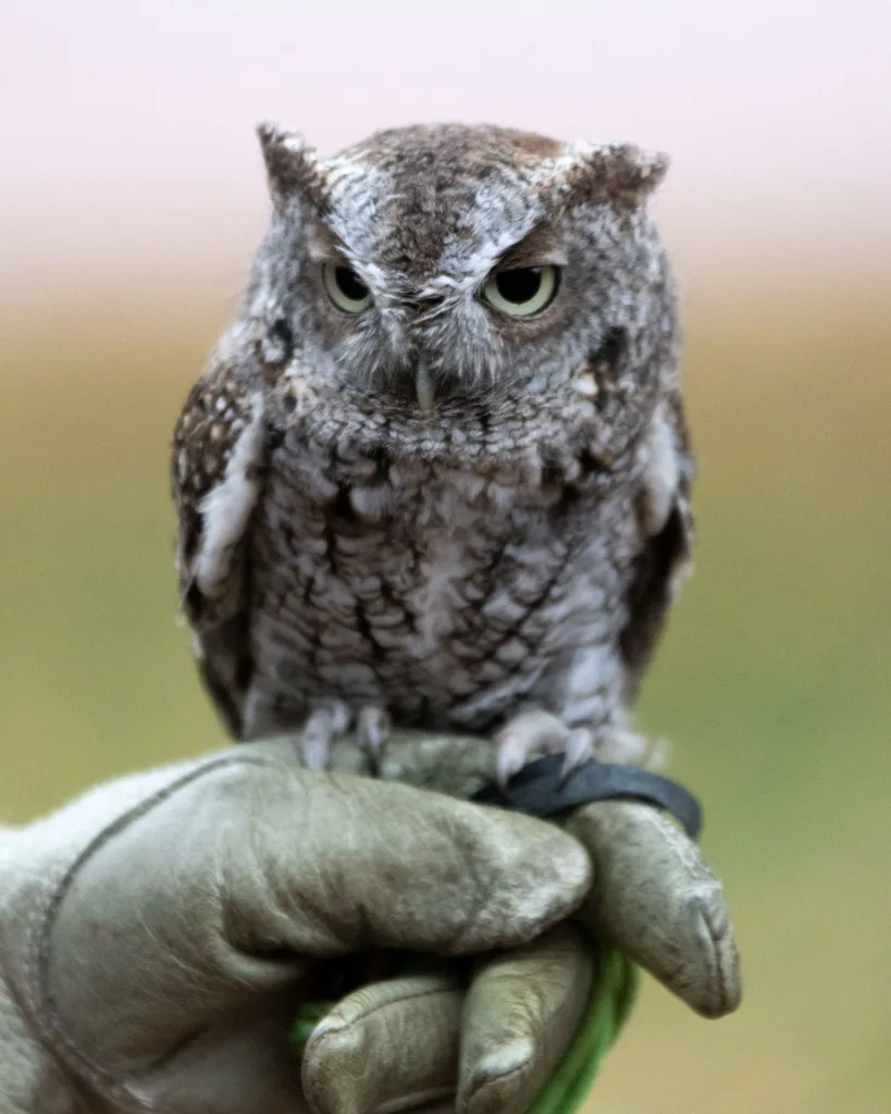 A small grey owl with mottled feathers and large pale eyes perches on a gloved hand against a blurred background.