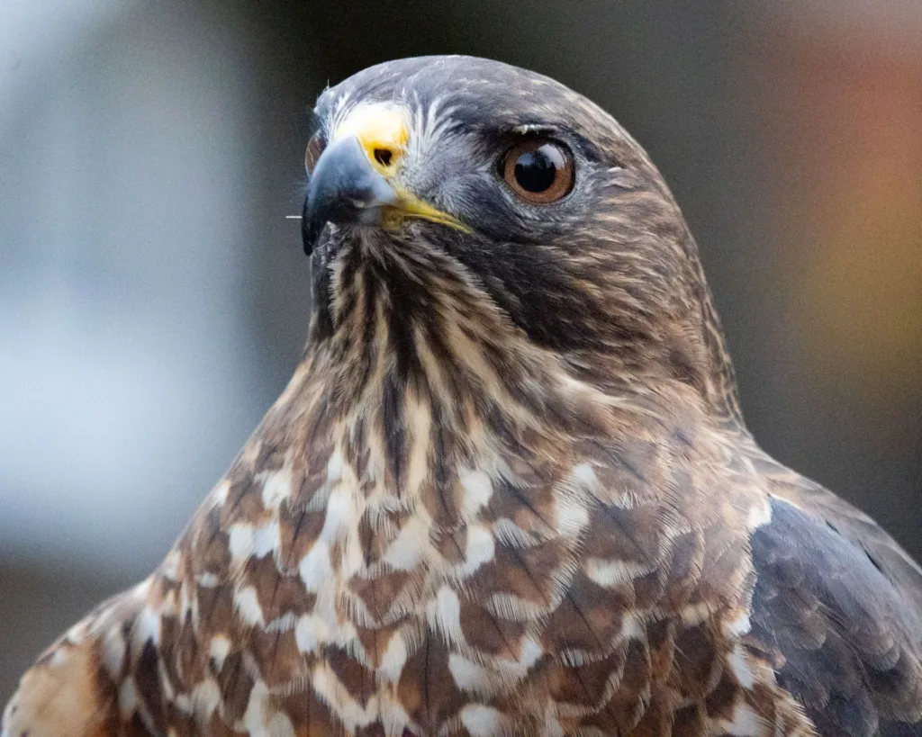 Close-up portrait of a hawk with brown and white feathers, a hooked black beak and large dark eyes against a blurred background.
