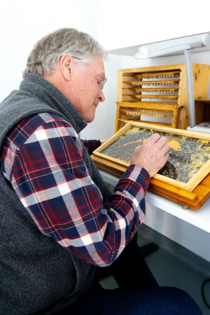 A person with glasses examines a honeycomb frame covered with bees at a workbench inside the Honey Bee Research Centre.